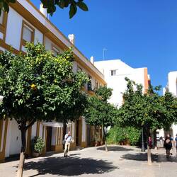 Orange trees