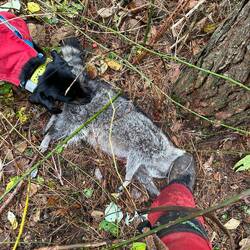 Anderer Waschbär. Andere Stiefel. Derselbe Hund!