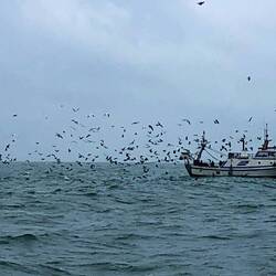 Left super early (5am) but the ladies were allowed to stay in bed... lots of fishing boats