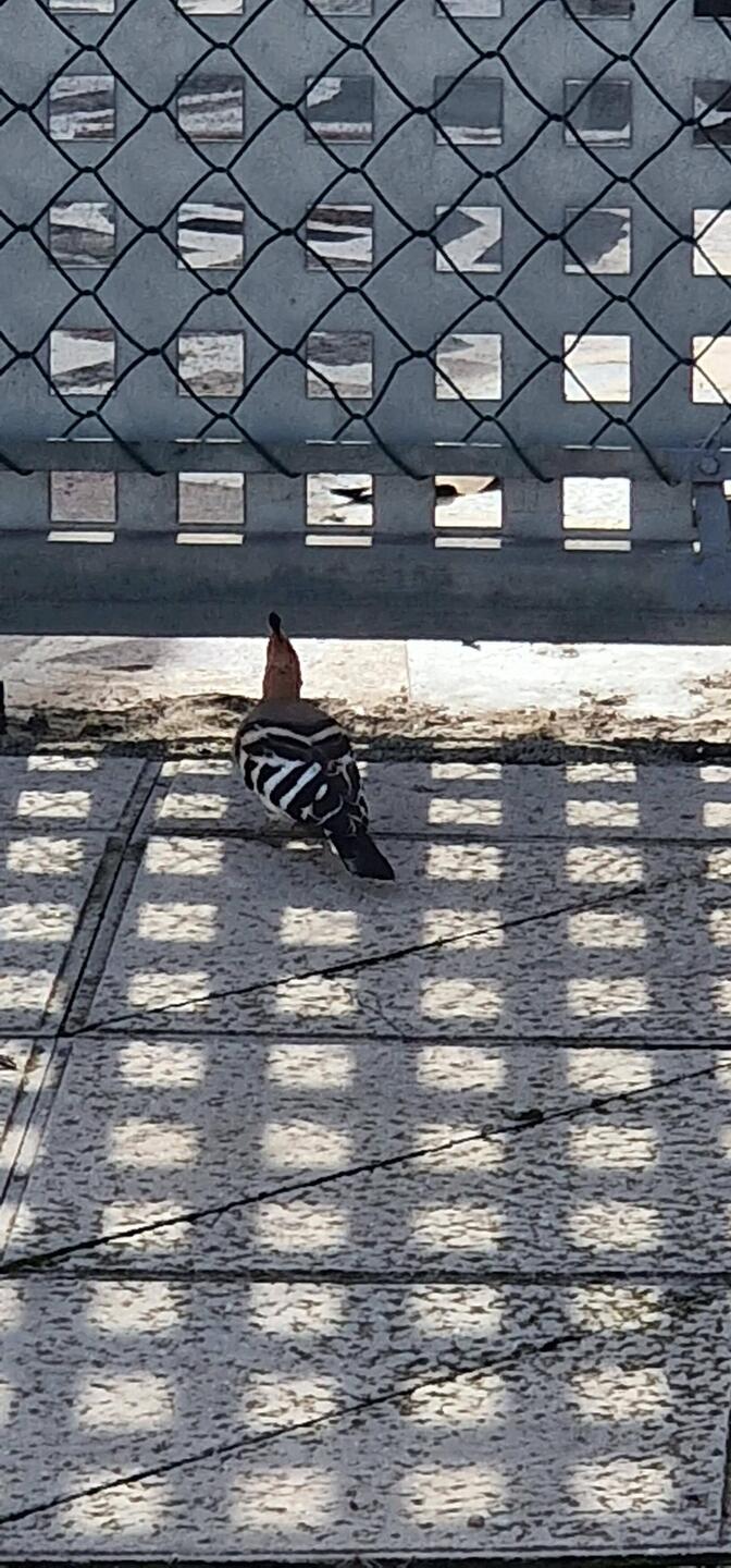 Ein Wiedehopf, gleich hier um die Ecke.