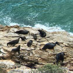 Überall dicke Würste am Strand