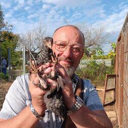 Ein Melchelner Küken