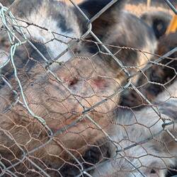 Auf dem Hof von Martin und seiner Frau
