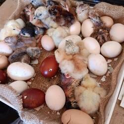 Grad heute schlüpft eine bunte Schar