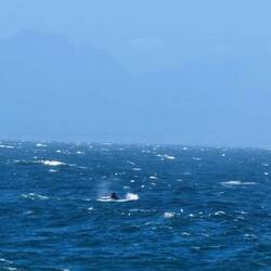 Eine Walfluke