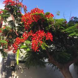 Baum mit sehr langen Samen.