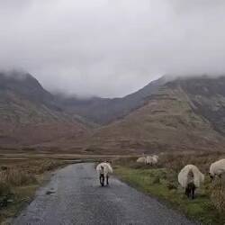 On croise plus de moutons que de voitures sur les routes (heureusement vu l'état des routes)