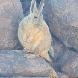 Bergviscacha - Hasenmaus; Größe etwa wie ein dicker Hase mit langem Schwanz