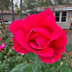 A rose for my sister Rose 🌹