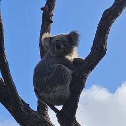 It seems the Koala sleeps 18-20 hours a day.