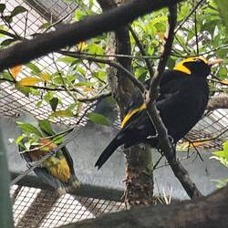 The zoo has a nice bird area