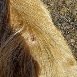 Da guckte mich eine Bisswunde an