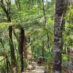 ... Farnen und Palmen versetzten Wälderm