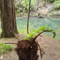 Diese kleine Palme lässt sich auch von einer Axt nicht unterkriegen