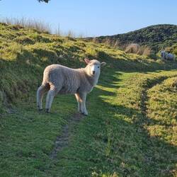 Die Dorfjugend war besonders neugierig. Mäh?