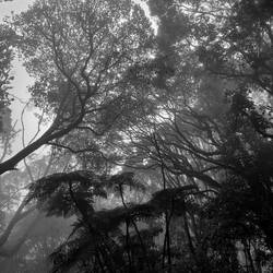 .....amazing rain forests.....