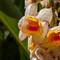 Pretty blooming flowers