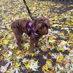 Daisy enjoying the fall colors