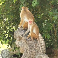 Affen Nr. 2 auf dem Löwen