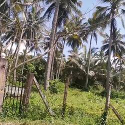 Fahrt durch das Coconut Triangle