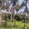 Fahrt durch das Coconut Triangle