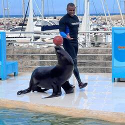 Die Seelöwen Show war auch sehr schön