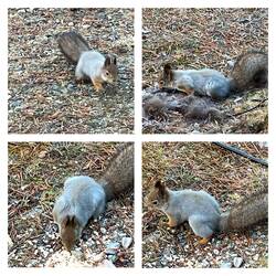 "Unser Haustier"🐿️🥰