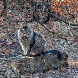 Local resident is watching me.