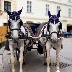 Ear mufflers diminish the noise from the city crowds — Vienna, Austria.