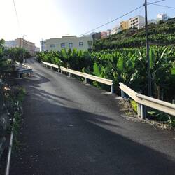 Durch Plantagen geht dann wieder steil hoch.