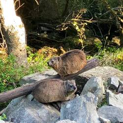 Sie sind überall - Klippschliefer