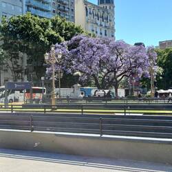 Jacaranda- oder Palisadenholzbaum