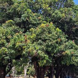 mangobäume ohne ende