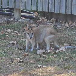 ...erstes Wallaby in freier Natur