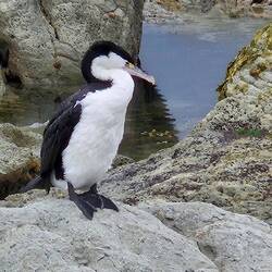 Pinguin... getarnt 😂