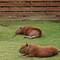 Capybaras am chillen