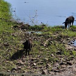 ...Bucketlist...Säuli!