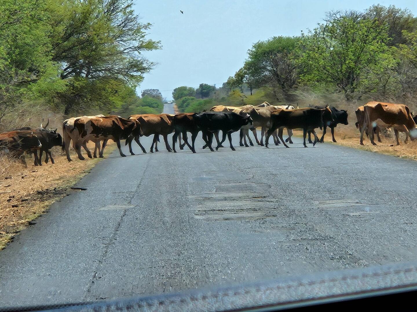 Strasseblockade...fasch en Alpabzug!