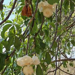 d'Blüete vom Baobab