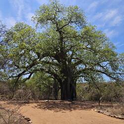 Baobab Baum