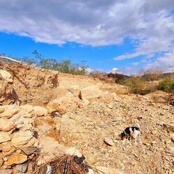 Hier hat sich ein neuer "Weg" gebahnt.