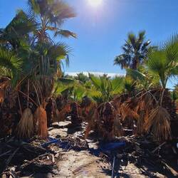 Die Palmenplantage ist auch noch matschig!