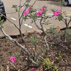 sehr wenig Farb, aber wenn...denn...