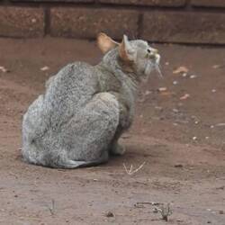 afrikanischi Wildchatz