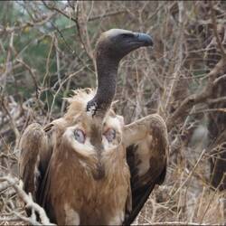 en Aasgeier! Nid würklich es schöns Vögeli
