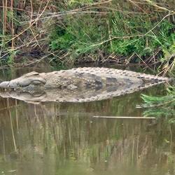 gnau luege, s'Krokodil wo sich im Wasser spieglet