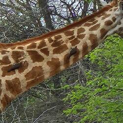 Madehacker am Giraff