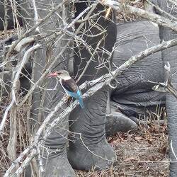 eine vo de verschiedene Iisvögel