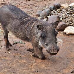 man beachte! S'Warzeschwein uf de Chnü...d'gaht besser zu frässä! :-)
