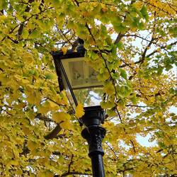 Gingko-Baum